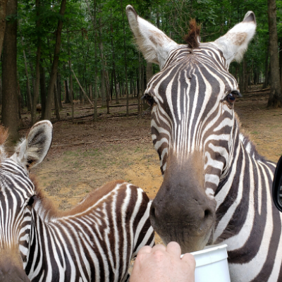 virginia safari park food