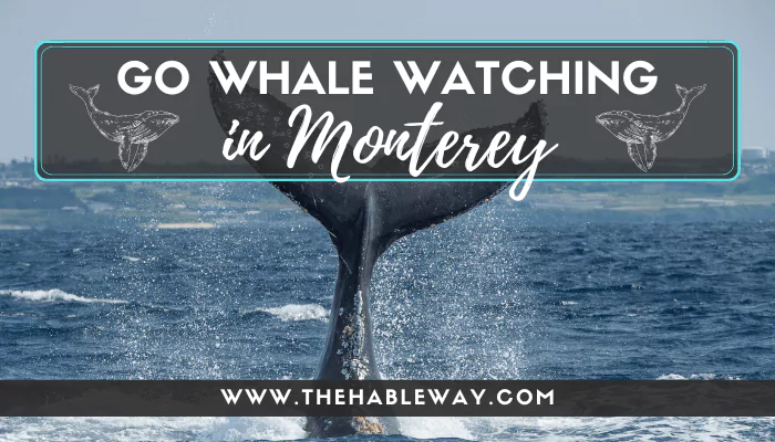 Don’t Wait On An Exciting Monterey Bay Whale Watch