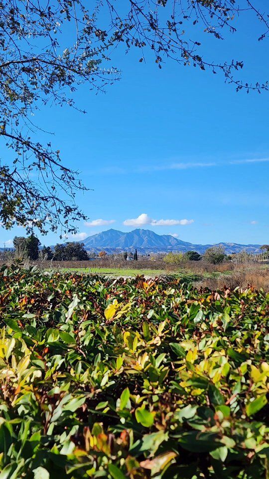 We did a nice little urban hike to start the new year! 🥳
 
Mount Diablo is gorgeous from any angle, but I think Brentwood has the best view! 👀🤩

Happy 2024! What are your big ideas for the year?!

#happy2024 #resolutions #mountdiablo #bayareawithkids #bayarea #bayareahiking